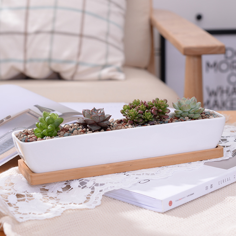 Lange rechthoekige witte keram - Cactus Mix Pot recensie en prijs