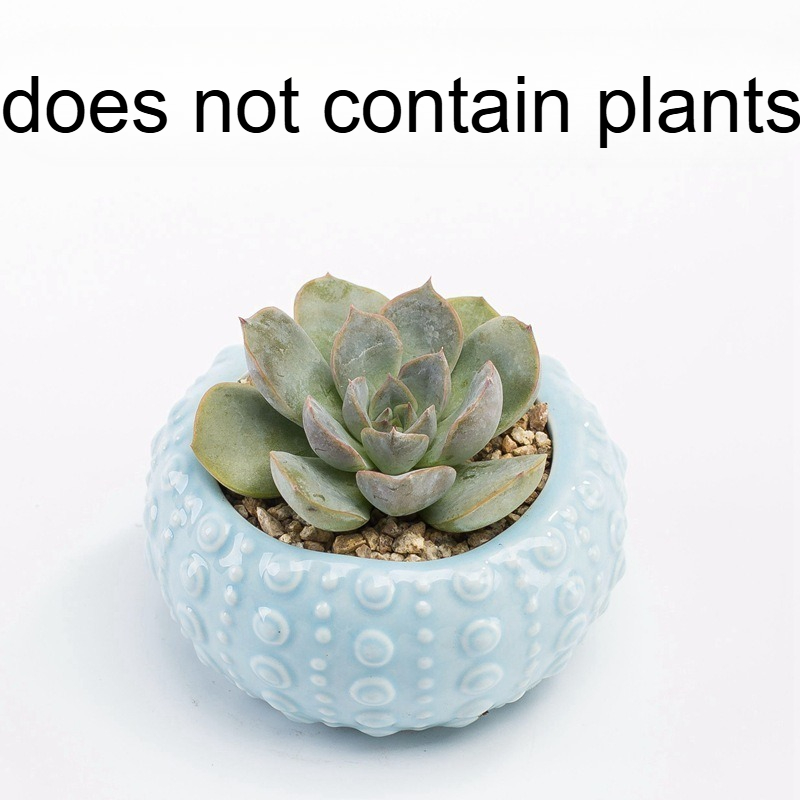 Trendy oceaan succulent bloemp - Snake Plant Ceramic recensie en prijs